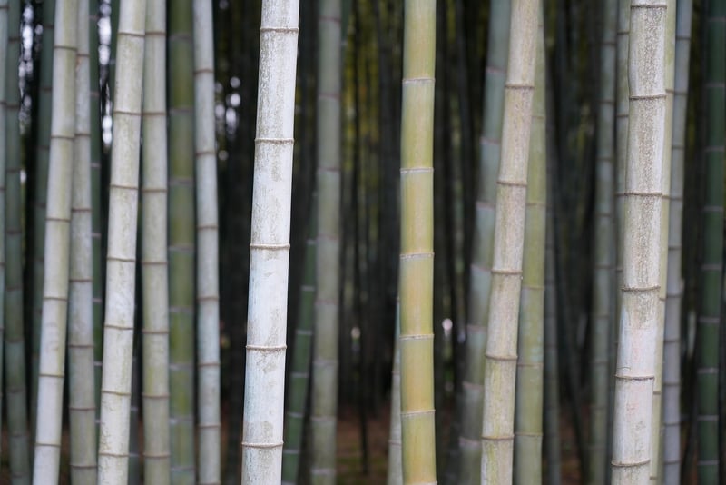 Bamboo Forest in Japan